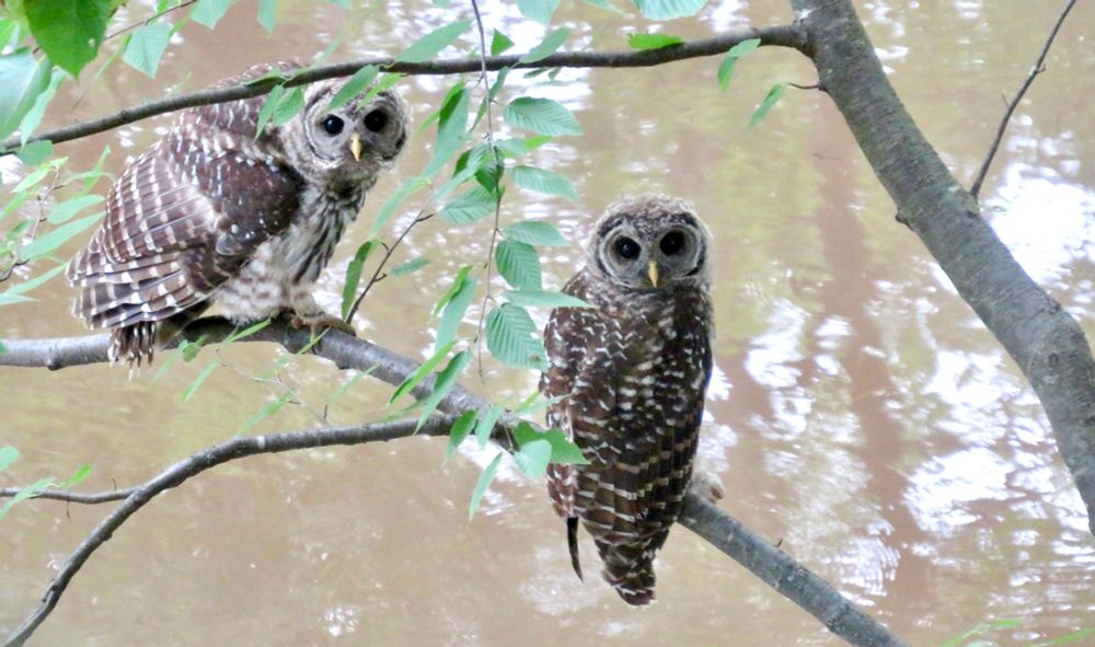 Two owls perched on a small birch branch above a pond look to the side. One is a bit puffed up. There’s a reflection of trees on the water.