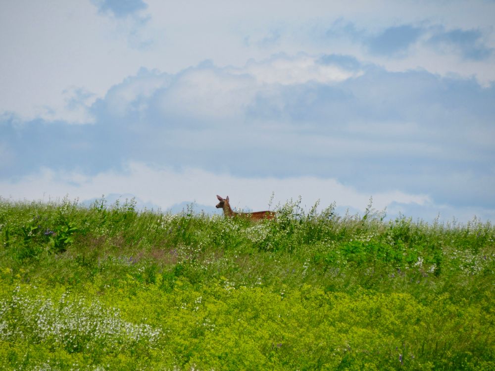 a white-tailed deer at the top of a hill covered with wildflowers against a blue, cloudy sky