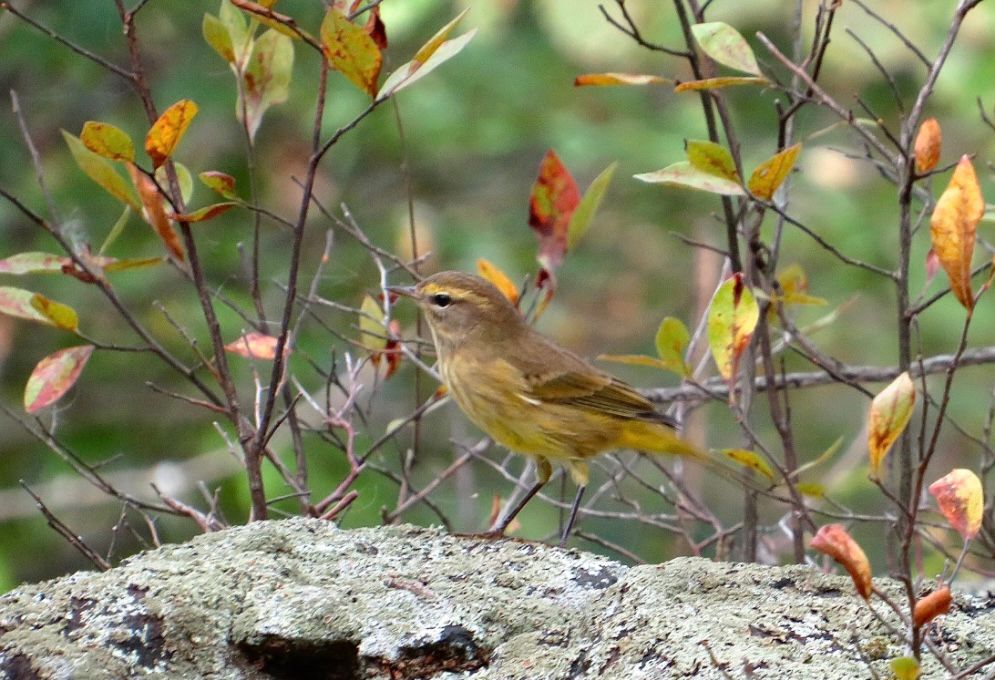 a palm warbler standing on a lichen covered rock, the top of huckleberry berry bushes holding onto some of their fall leaves in background 