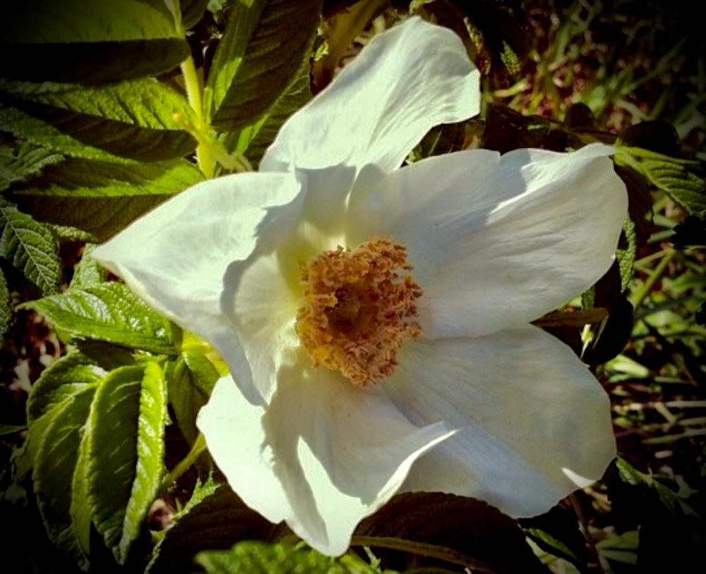 white beach rose ( rosa rugosa) surrounded by its leaves, sun shining from the left