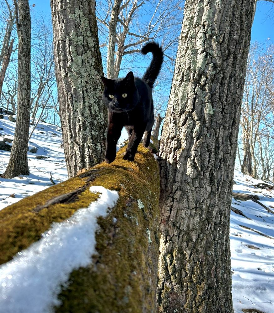 A black cat with gold colored eyes walks on a snow and moss covered uprooted tree that’s lodged in the crotch of a twin stem oak. 