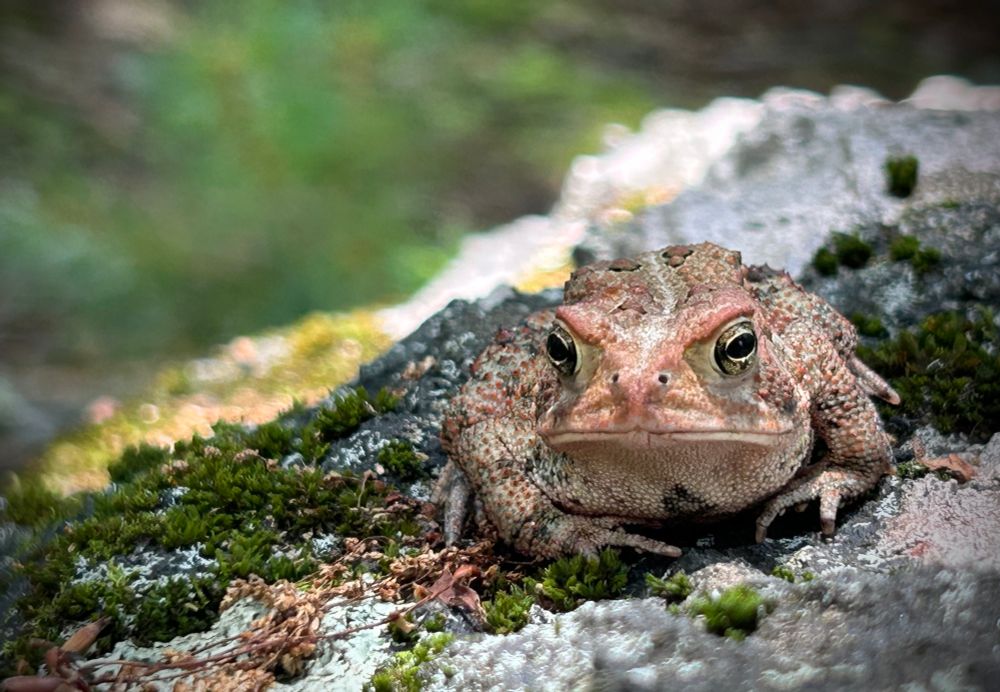 a toad on a rock, background is a blur