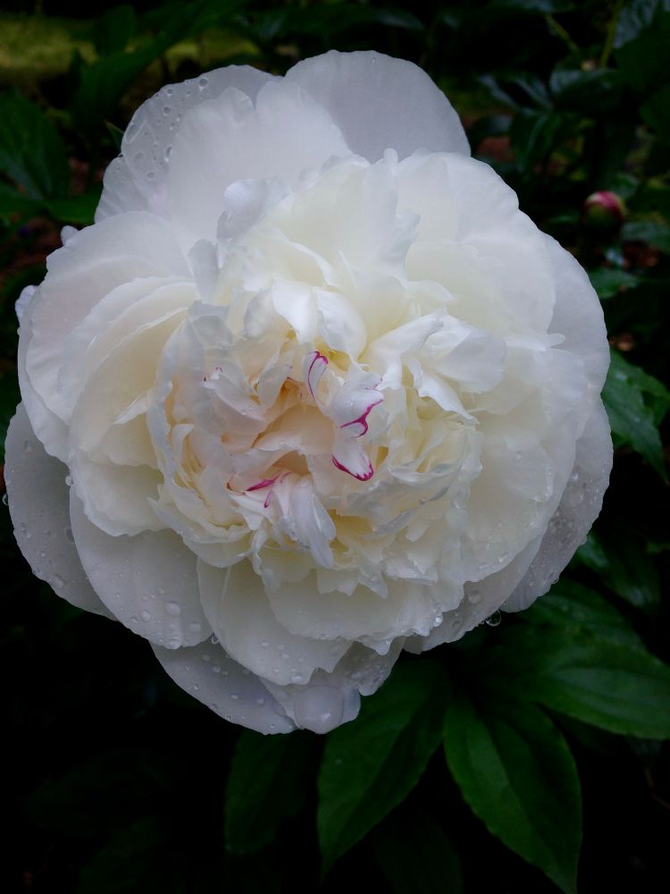 a white peony with a small amount of bright pink on the edges of a few center petals and scattered raindrops 
