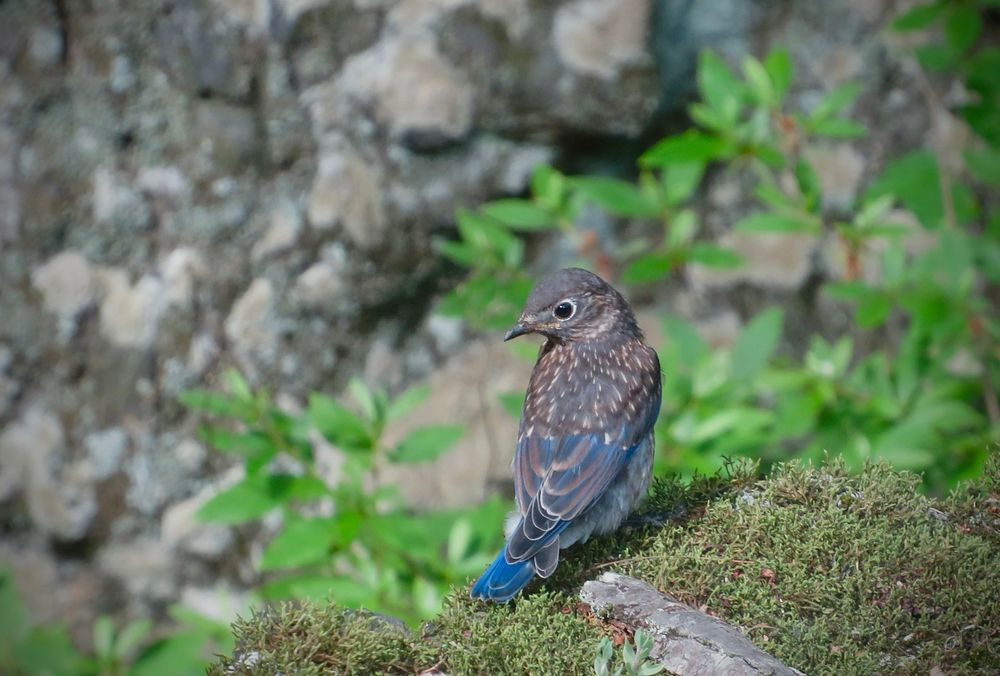 A juvenile eastern bluebird is looking over it’s shoulder to the left while standing on a moss covered rock. The top of a shrub and a rock are blurred in the background.