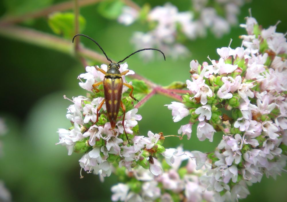 a longhorn beetle on oregano flowers