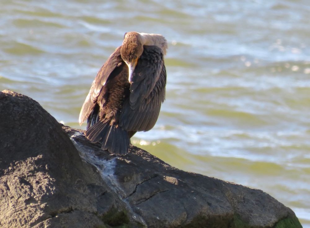 sunlit cormorant on a rock reaching towards its back with water in the background 