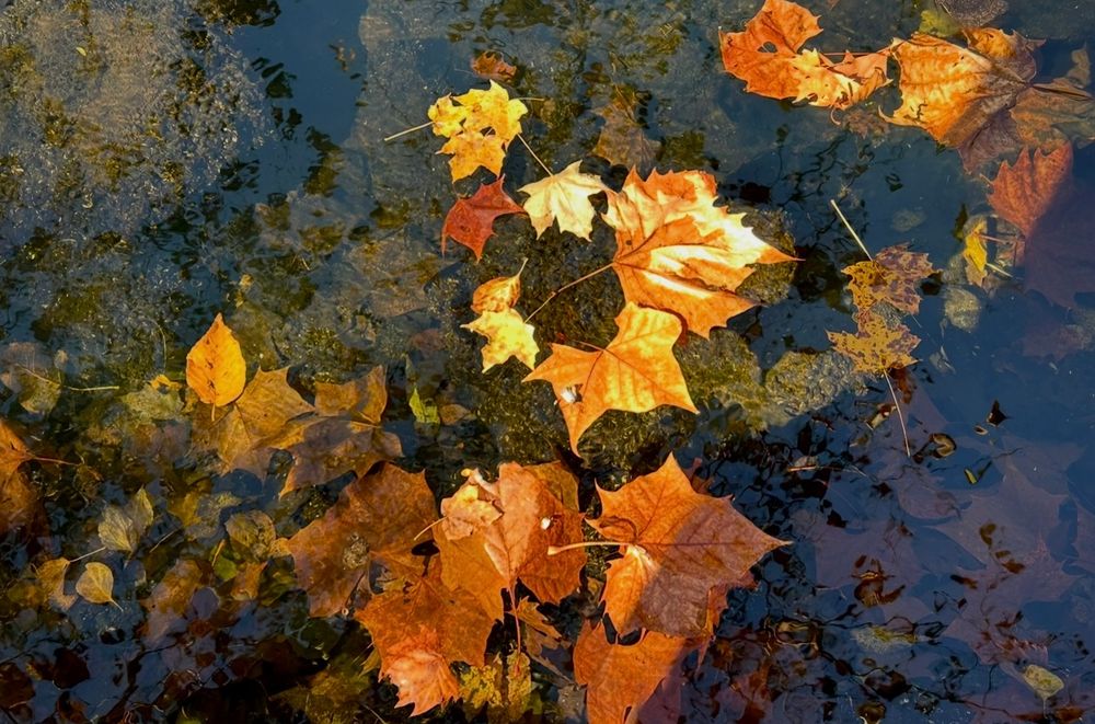 autumn leaves floating on and resting in shallow water, a reflection of a nearby sycamore tree 