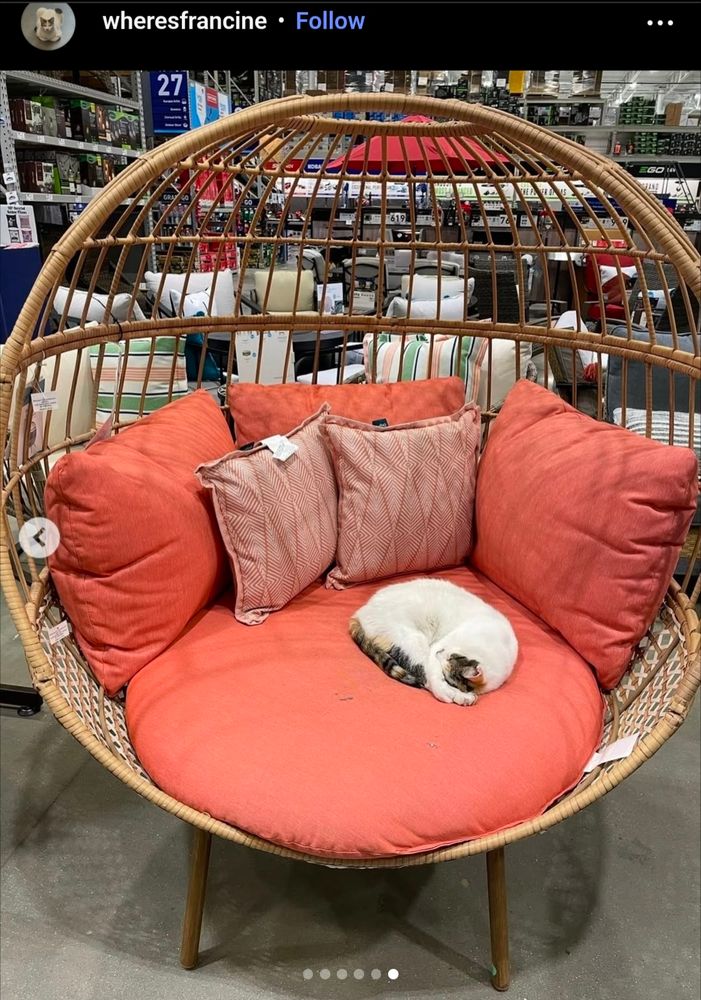 A calico cat curled up in an egg chair with orange cushions on the Lowe's outdoor furniture showroom floor. This is Francine.