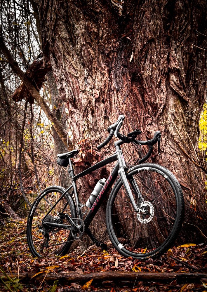 Photo of a black specialized diverge gravel, bike standing next to the thick trunk of a large tree in a forest. The forest floor is covered in a blanket of wet autumn leaves. The trunk of the tree is full of rich texture on its bark. Beyond the tree, we can see a mess of broken branches, and vines. 
