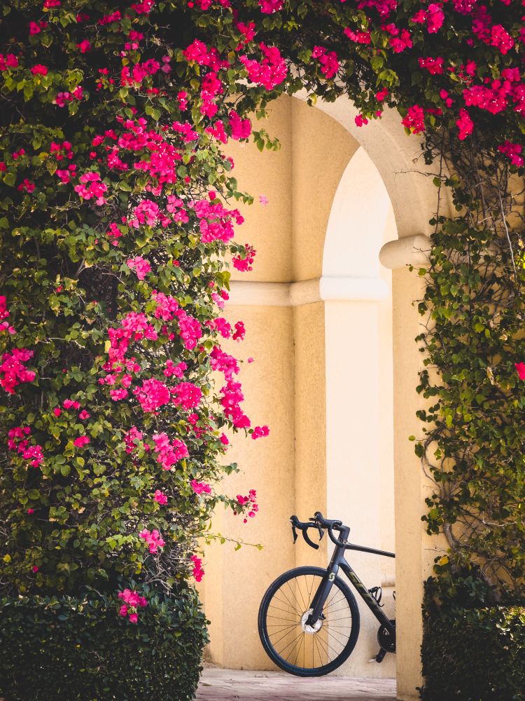 photo of a black scott addict gravel bike standing in a yellow-toned archway. the archway is covered in a beautiful leafy green plant that is giving way to pink flowers. only the front wheel, handlebars and front half of the bike’s frame is showing as the rest is hidden behind the archway 