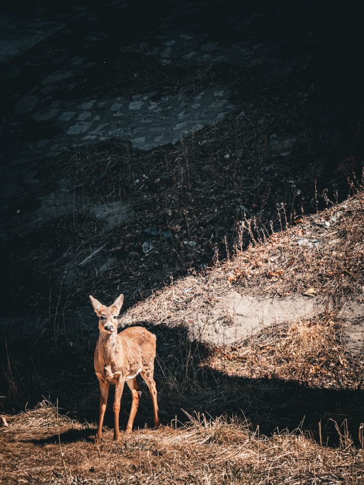 Photo of a young deer standing at the base of a hill. The ground around the deer has long brown grass that has been flattened. The Hill behind the deer is made of concrete, but has some wild growth scattered over it. There is a dark shadow cast over the hill, but the deer is standing in the sunlight. The deer is sticking out its tongue.