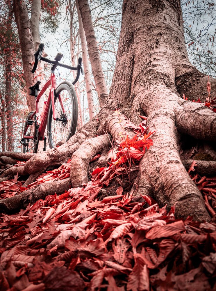 photo of a BMC roadmachine road bike standing at the base of a tree in a forest. the forest floor is covered in a blanket of red and brown leaves. the tree’s roots twist and turn over each other and disappear into the leaves below. beyond the bike we can see trees that are sparse but still showing some autumn leaves on them. the sky is gray 