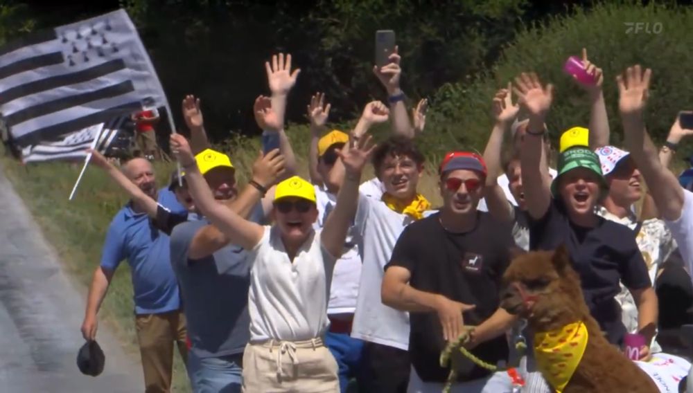 a crowd of people standing at the side of the road and cheering at the tour de france. many of the people are wearing bright yellow hats. one person is waving a black and white striped flag. in front of them is an alpaca wearing a jaunty yellow kerchief 