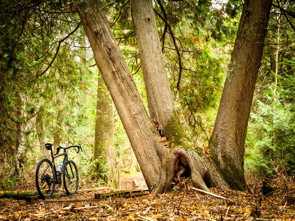 Photo of a black specialized diverge gravel bike standing in the middle of a lush evergreen forest. The forest floor is covered in a blanket of the needles and leaves of evergreen trees. to the right of the bike is a large tree with three conjoined trunks that are all reaching high up out of frame.
