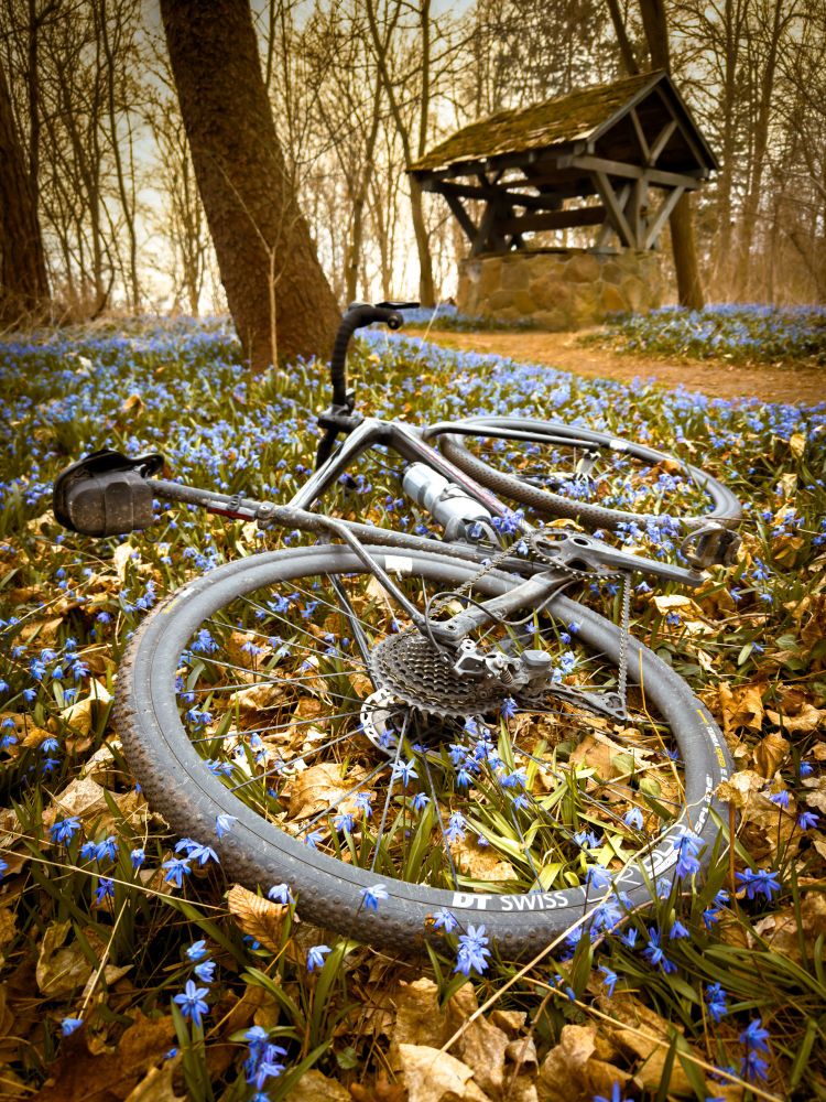 Photo of a black specialized diverge gravel bike lying on a forest floor. The forest floor is covered in grass and fallen leaves from last year‘s autumn. Through the grass and leaves, a field of blue flowers are sprouting up. Beyond the bike there is a dirt path that is leading up to an old stone well. Behind the well is a golden sky peeking through a line of bare trees. 