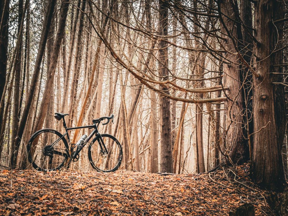 Photo of a black specialized diverge gravel bike standing in a forest of bare trees. The bike is standing on a small hill that is covered in a blanket of autumn leaves and needles from evergreen trees. Beyond the hill is a dense forest of tall, slender trees. most of them are bare, showing no leaves. many of them are leaning to the right. on the right side of the photo there are two trees that have knots running up the side of their trunk. these two trees are reaching out and up with bare branches 