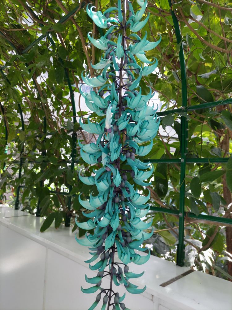 ターコイズブルーの花が房状に垂れ下がるヒスイカズラの花。背景には緑の葉と白い壁、鉄製の緑のフェンスが見える。