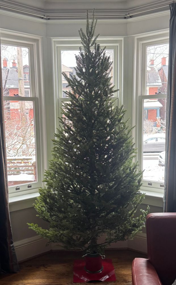 Pre-decoration Christmas Tree in red stand in front of a bay window with snow outside. Perfectly triangle shaped. 