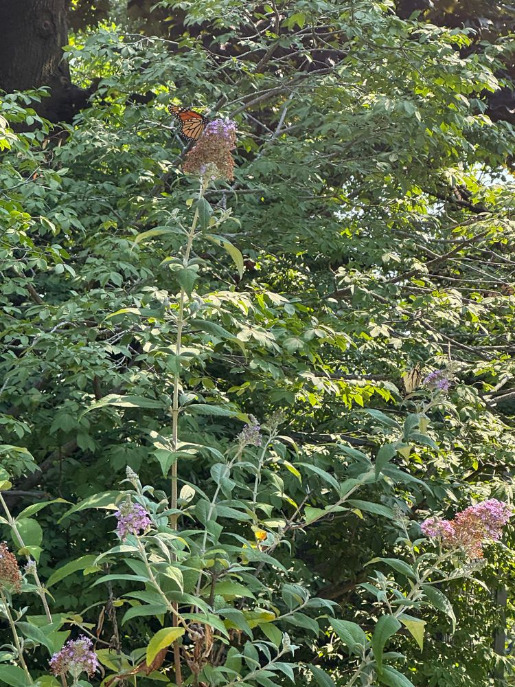 Greenery with a Monarch butterfly at the top and a Yellow Swallowtail  butterfly middle right, both alighted on purple flowers on the same plant 