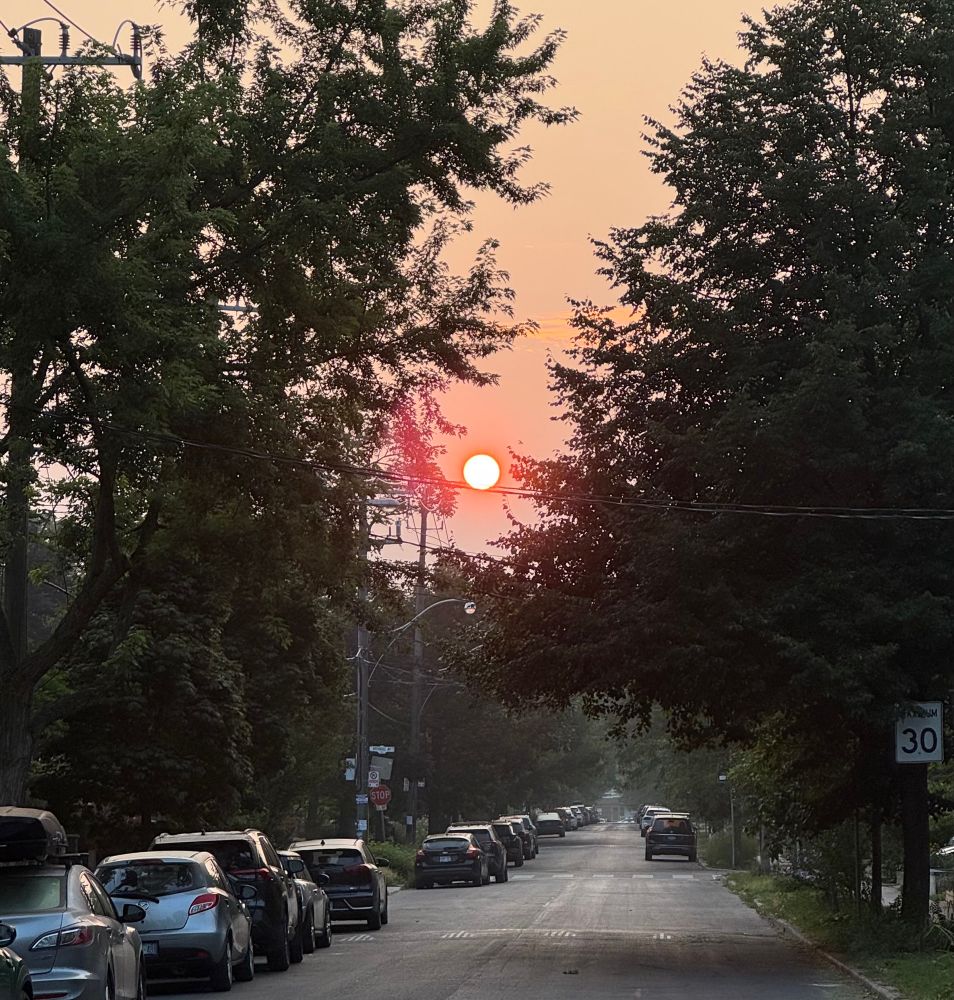 A creepy reddish sunrise between trees overhanging a hazy residential street in Toronto with cars parked on both sides. 