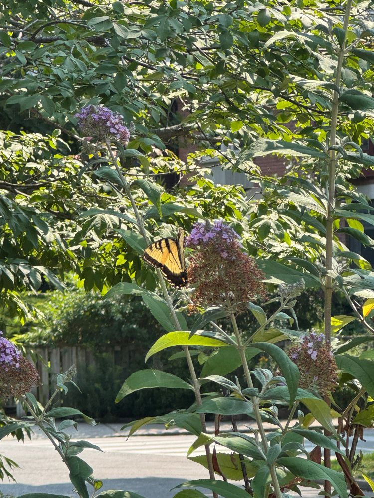 Yellow Swallowtail butterfly on a purple flower with milkweed behind it. 