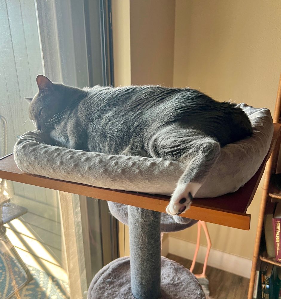 Ghost the gray kitty on her tree showing a few toe beans 