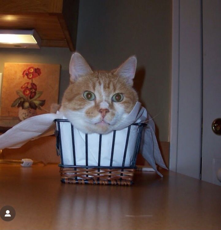 An orange and white cat is sitting in a breadbasket. It’s a tight fit. 😻