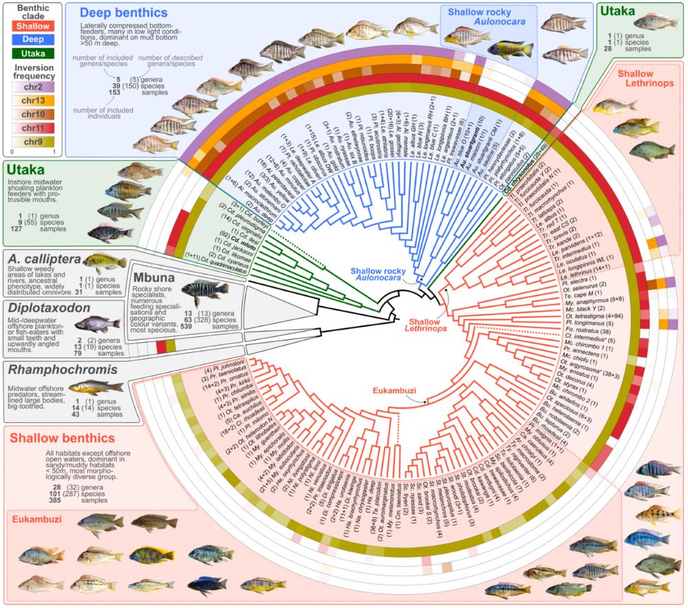 A circular phylogeny of Malawi cichlids with inversion frequencies indicated for different taxa as rings around the tree.