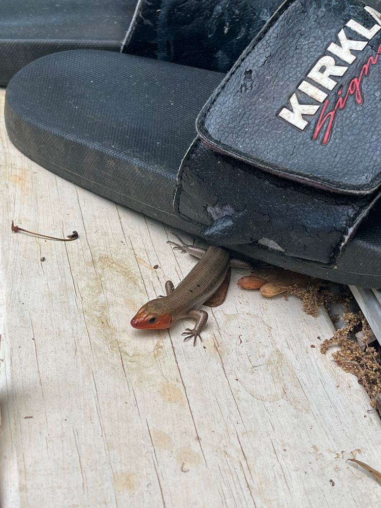 Skink on my porch under a shoe