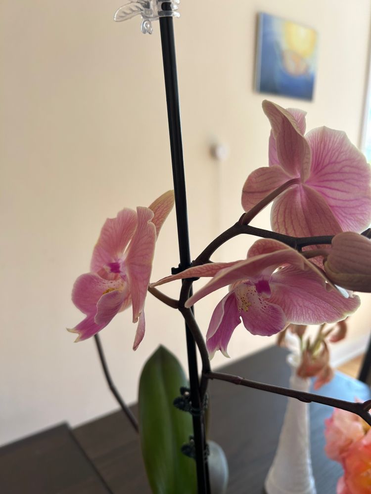 Three open pink orchid blooms