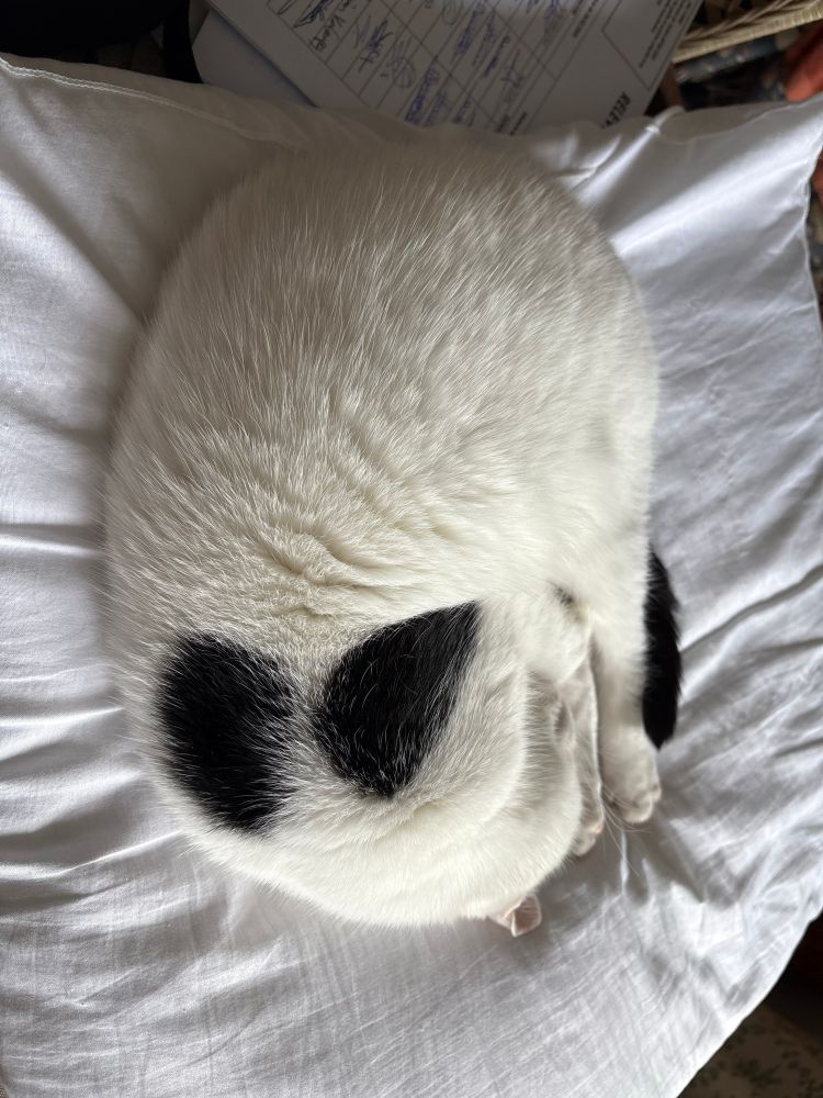 Suzie allongée en boule sur un oreiller. 