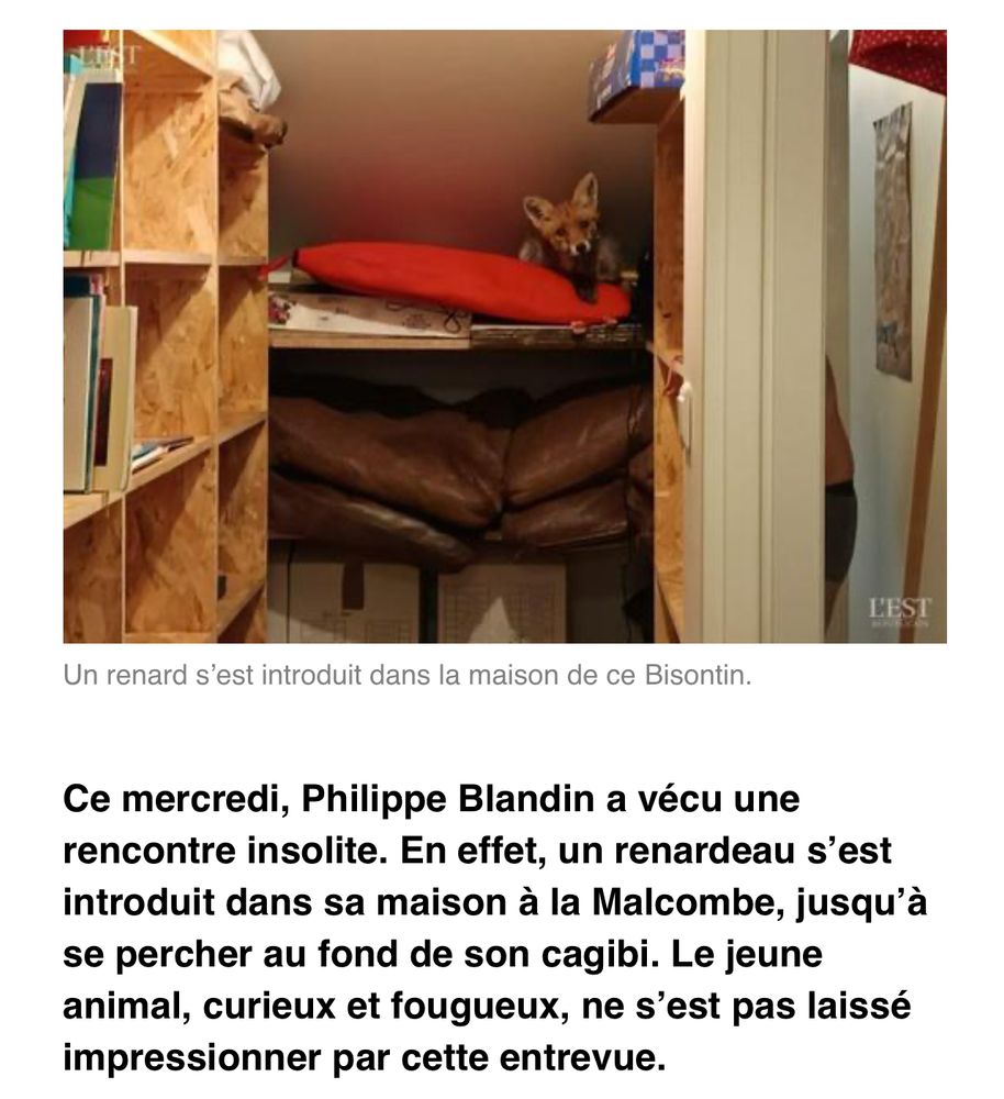 Photo d’un renardeau dans un cagibi 