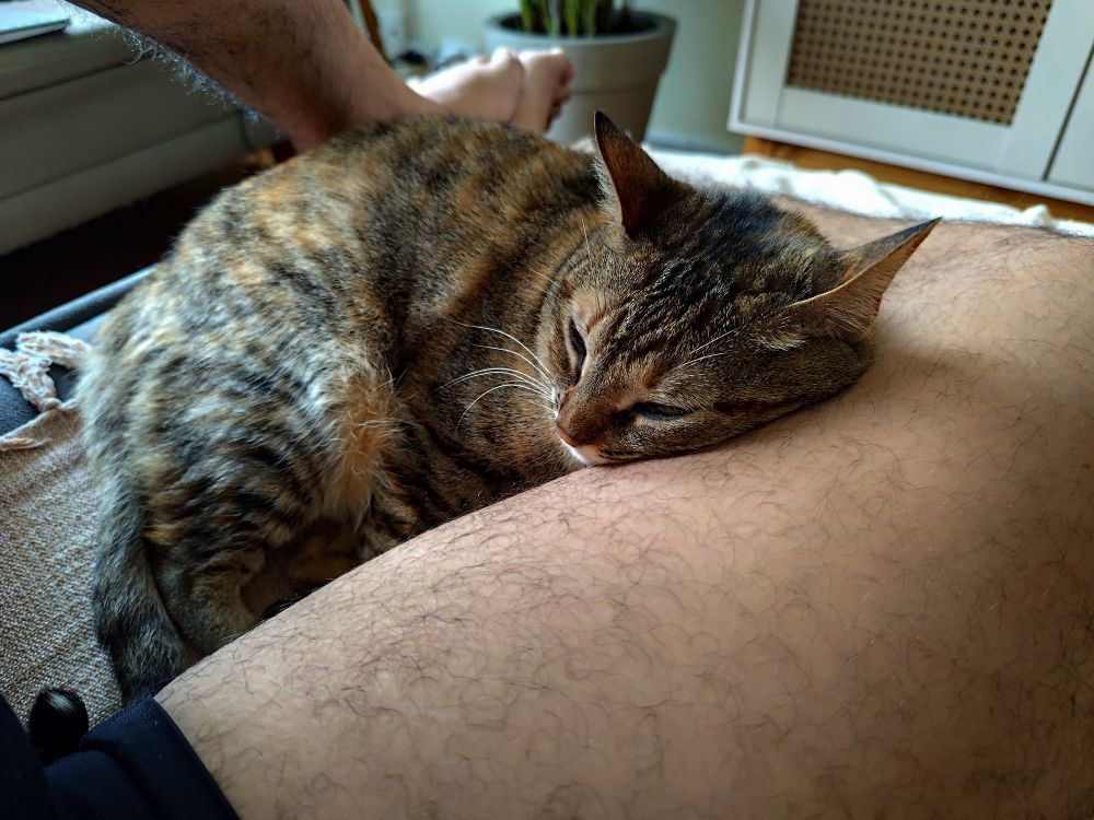 gata malhada deitada numa coxa dobrada em 90 graus sobre um sofá