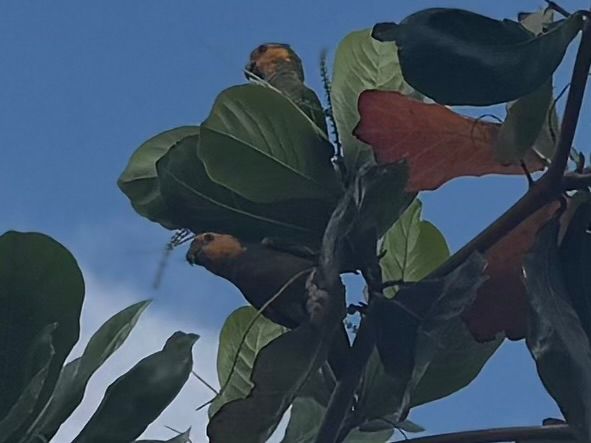 Photo of two brown-throated parakeets, partially obscured by foliage. One is standing on a branch under some leaves. It has a green body, mustard-like yellow-brown feathers on its throat, brighter yellow head, and a short curved beak. Above the leaves, the head of a second parakeet is also visible, poking up and looking to the left of the camera lens.