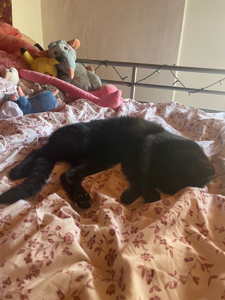 Scrokmou en train de dormir dans mon lit.