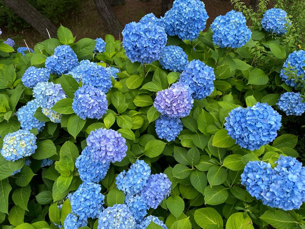 東山魁夷館の横の道に咲いていた紫陽花
