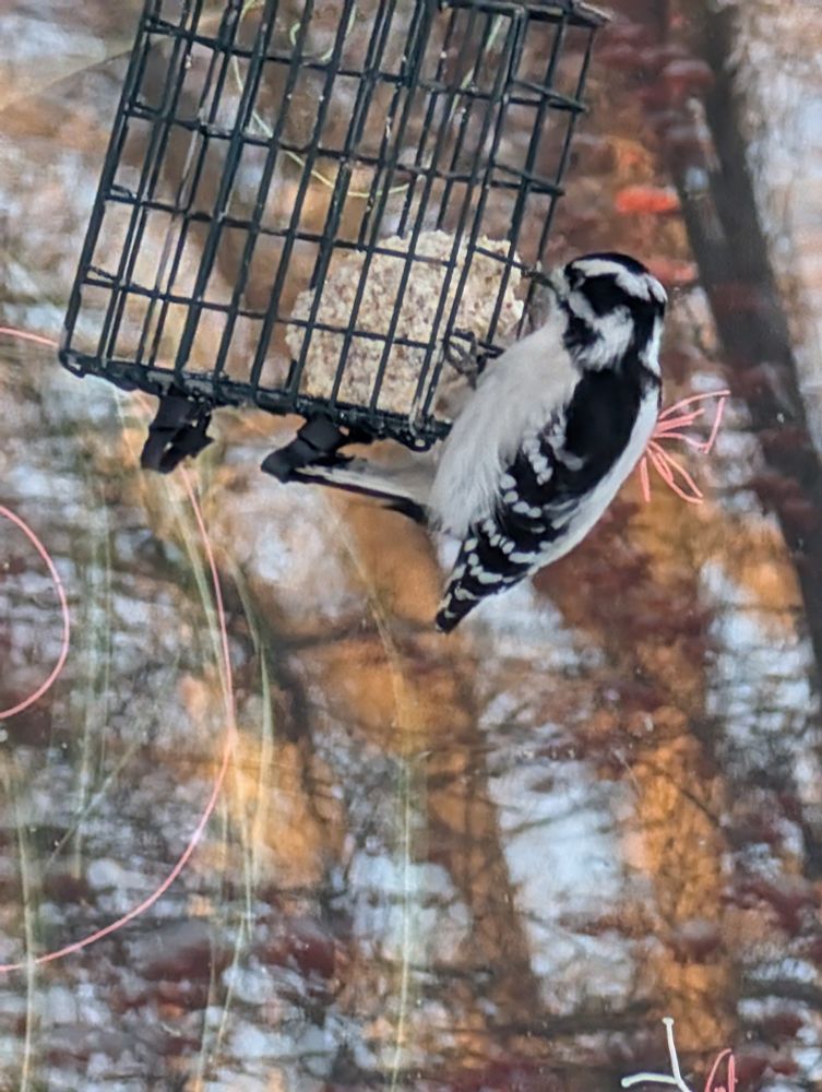A downy woodpecker clings to a steel cage pecking away on a piece of frozen suet contained within.