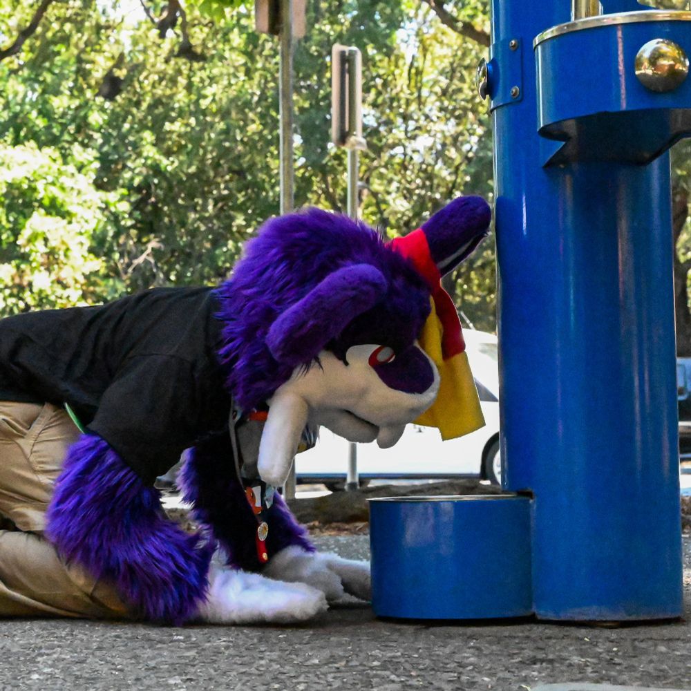 Photo of Rattata fursuit crouched down, checking out a part of a water fountain meant for dogs.