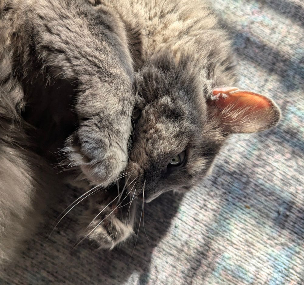 A little gray cat lies curled in a sunbeam.