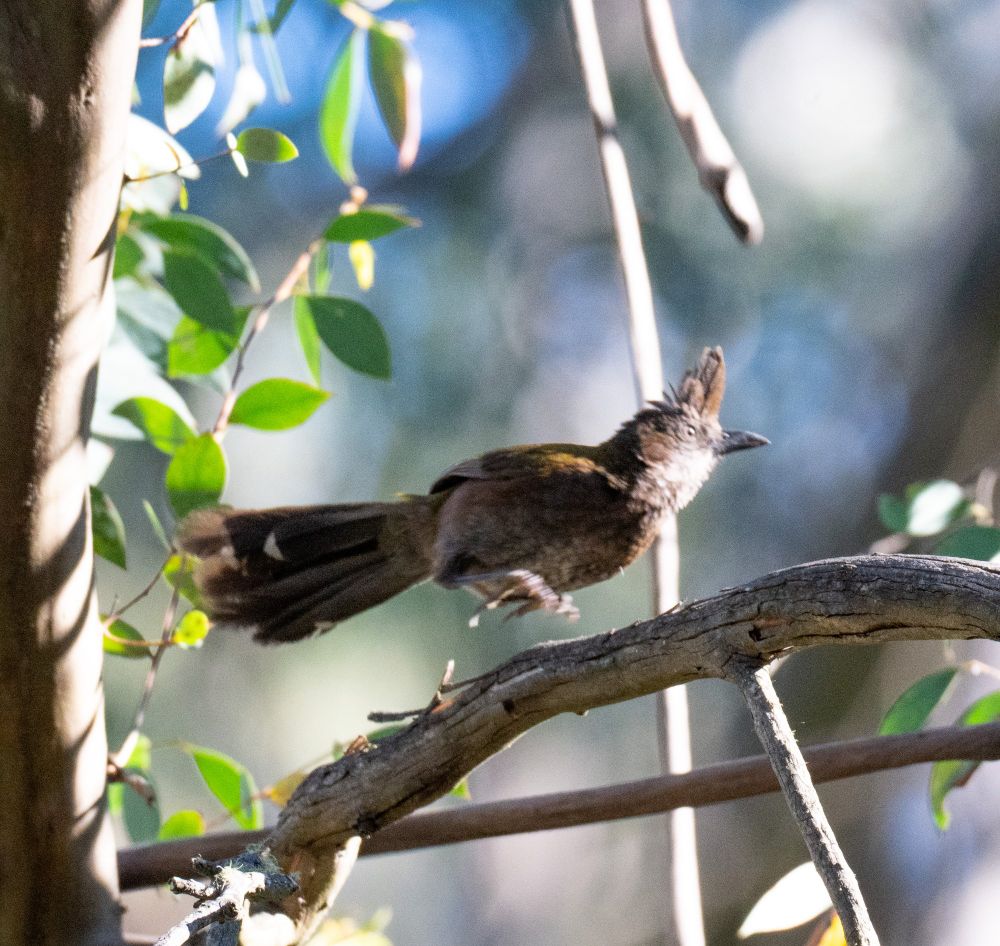 A whip bird running along a branch