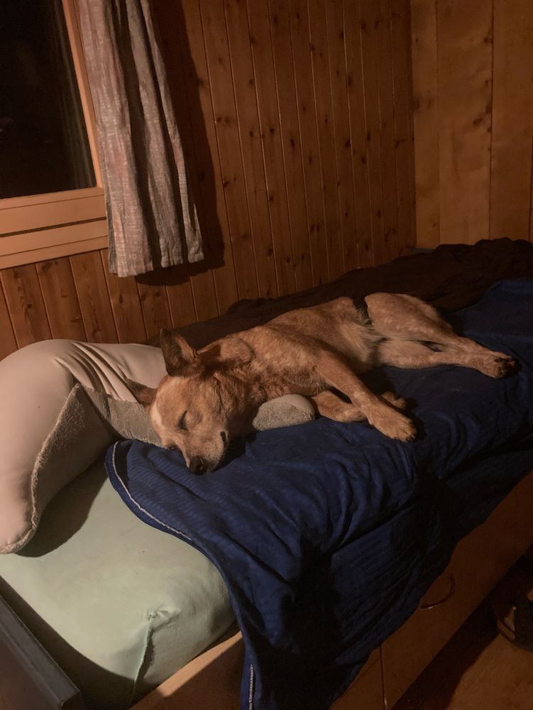 Ein sehr zufriedener, müder kleiner Hund.