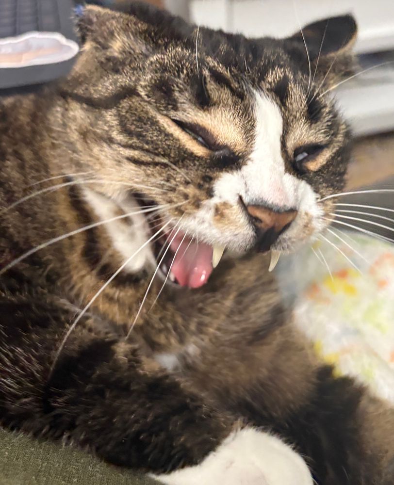 Tabby cat yawning and/or screaming