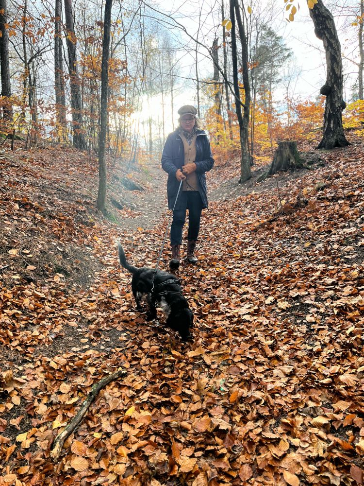 Jag och hunden strosar genom bokskogen. Marken är täckt av kopparfärgade löv. 
