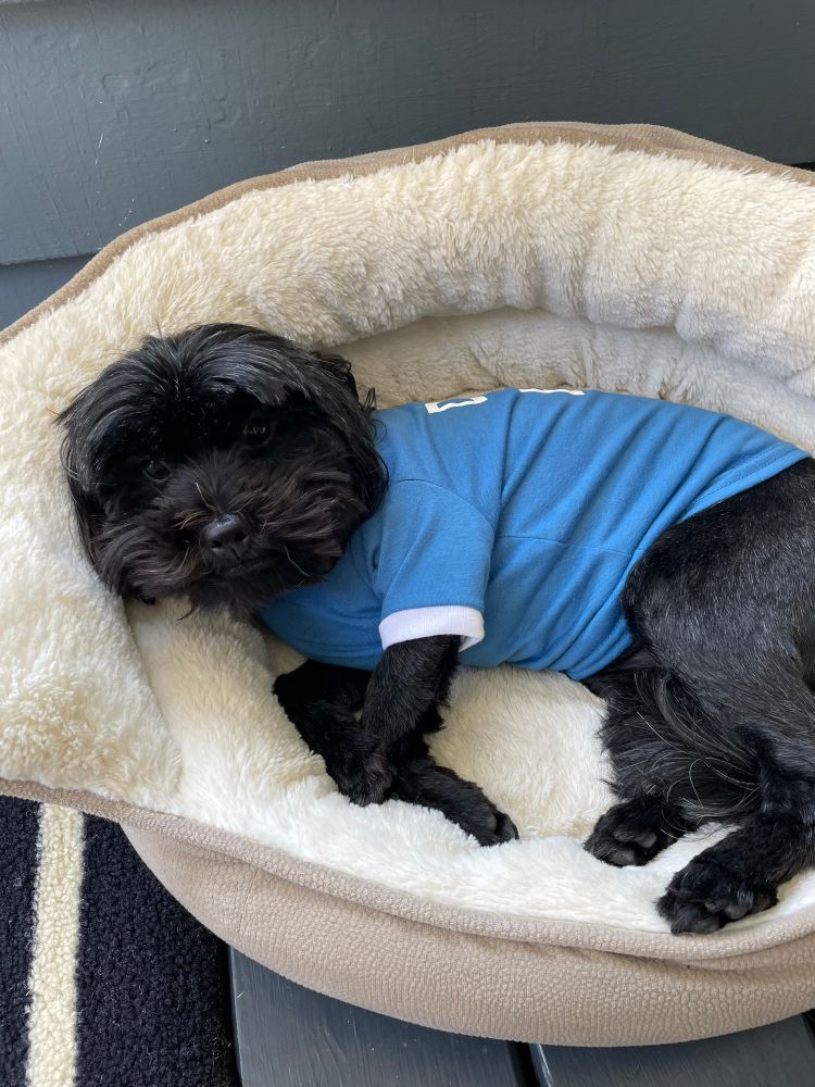 Black dog wearing a blue ringer t shirt lounging in a dog bed on a porch. 