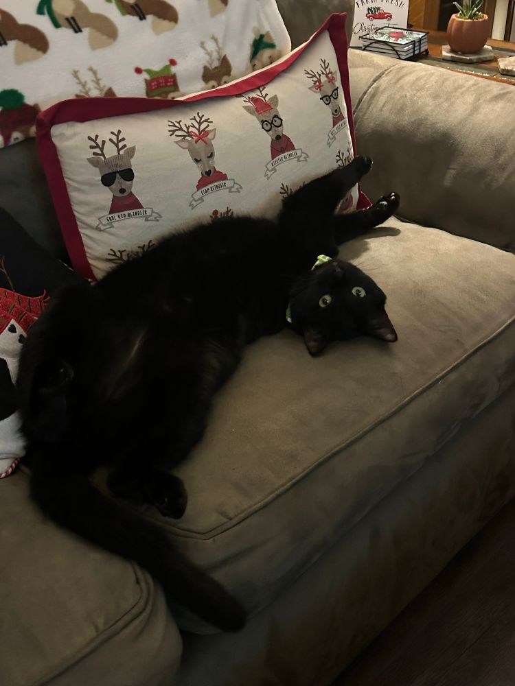 Picture of our black cat, Charlie, laying sprawled out on the sofa. 
