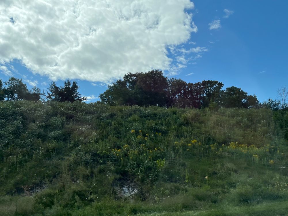 Blue sky, fluffy white cloud, green roadside. 