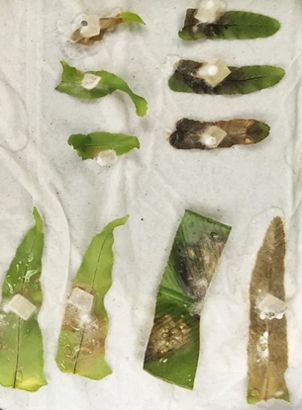 Various ferns species inoculated with S. sclerotiorum.