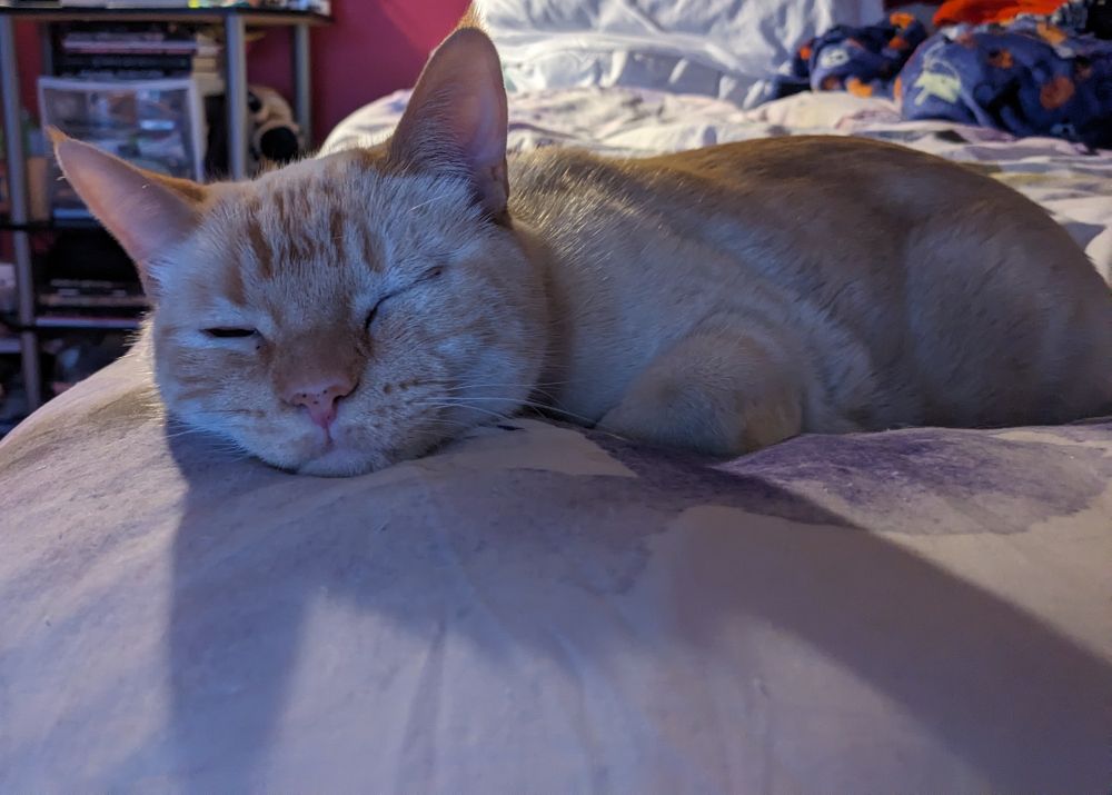 A cream coloured cat sleeping on the corner of a bed