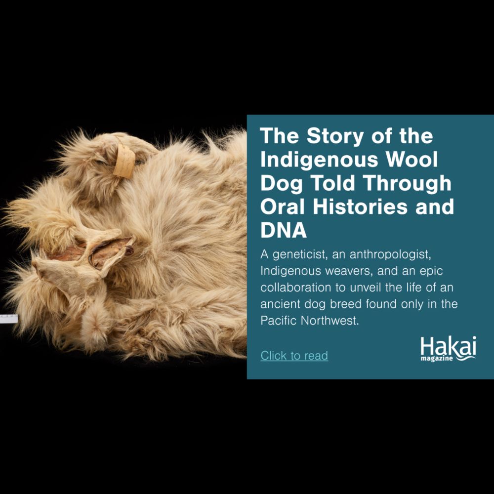 The Story of the Indigenous Wool Dog Told Through Oral Histories and DNA | Hakai Magazine