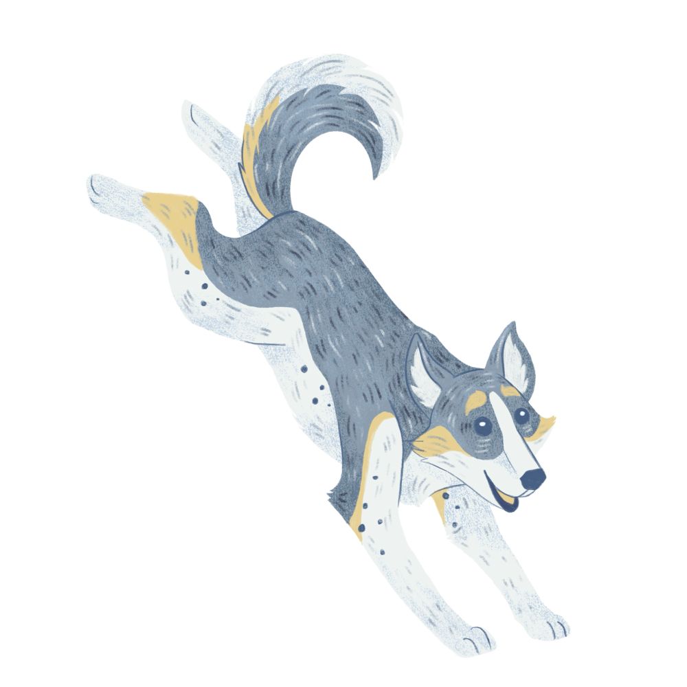Digital illustration of a husky mix dog landing on his front to paws from a jump